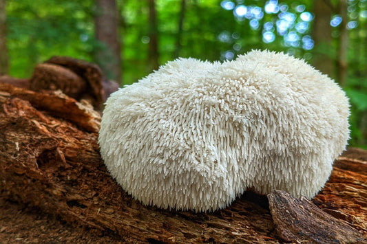 Frischer Hericium erinaceus am Baumstumpf, bekannt für Nervenregeneration und kognitive Unterstützung.