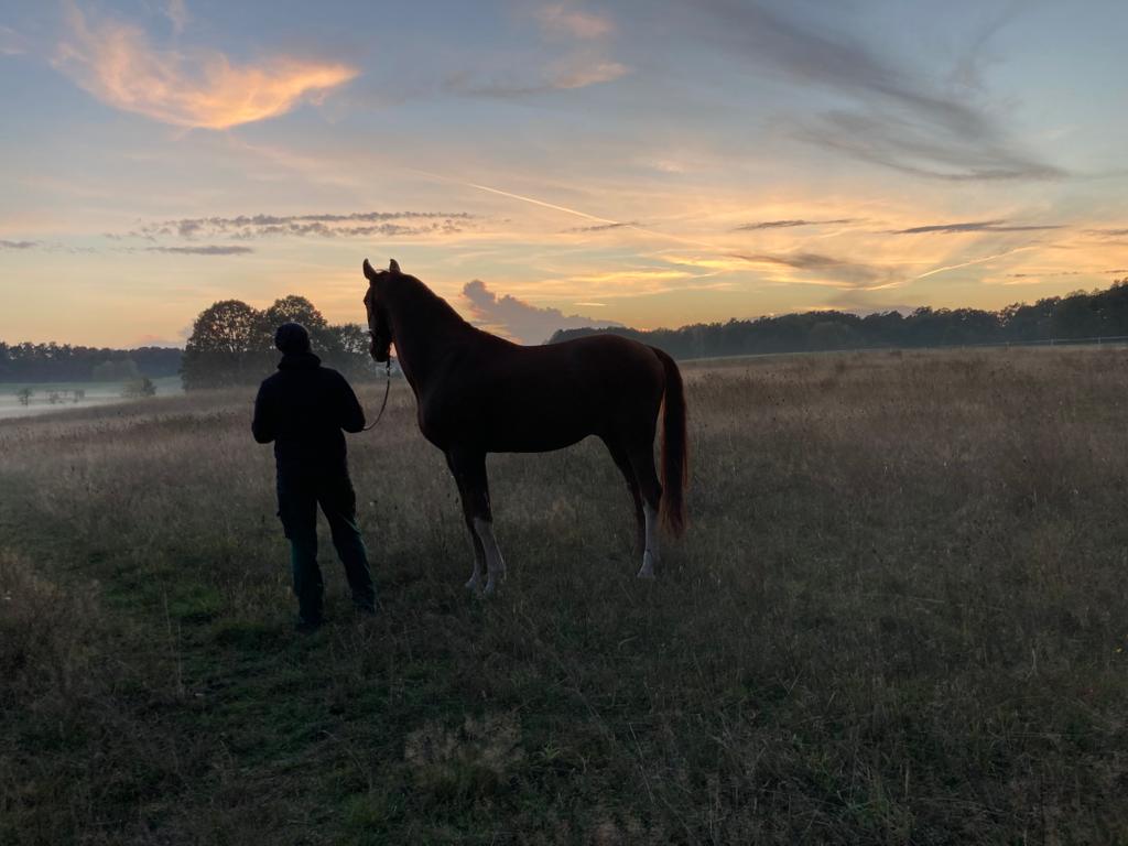 Tierarzt im Morgengrauen mit Pferd auf einer Wiese, symbolisiert die naturnahe Therapie mit Vitalpilzen und das Engagement von Mycelium Pilzkraft GmbH für das Wohlbefinden und die Gesundheit von Pferden.
