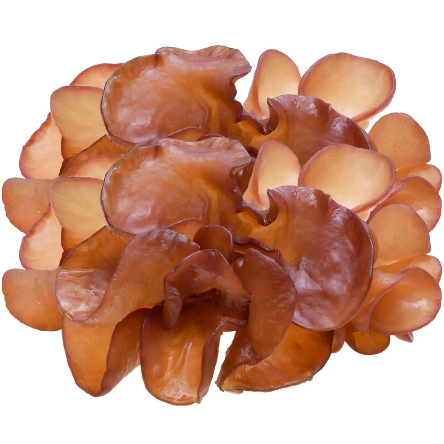Frisch geerntete Auricularia-Pilze (Judasohr)vor weißem Hintergrund, hervorgehoben durch ihre Vorteile für die Immunabwehr, antioxidative Wirkung, Förderung der Wundheilung und Verbesserung der Blutzirkulation.