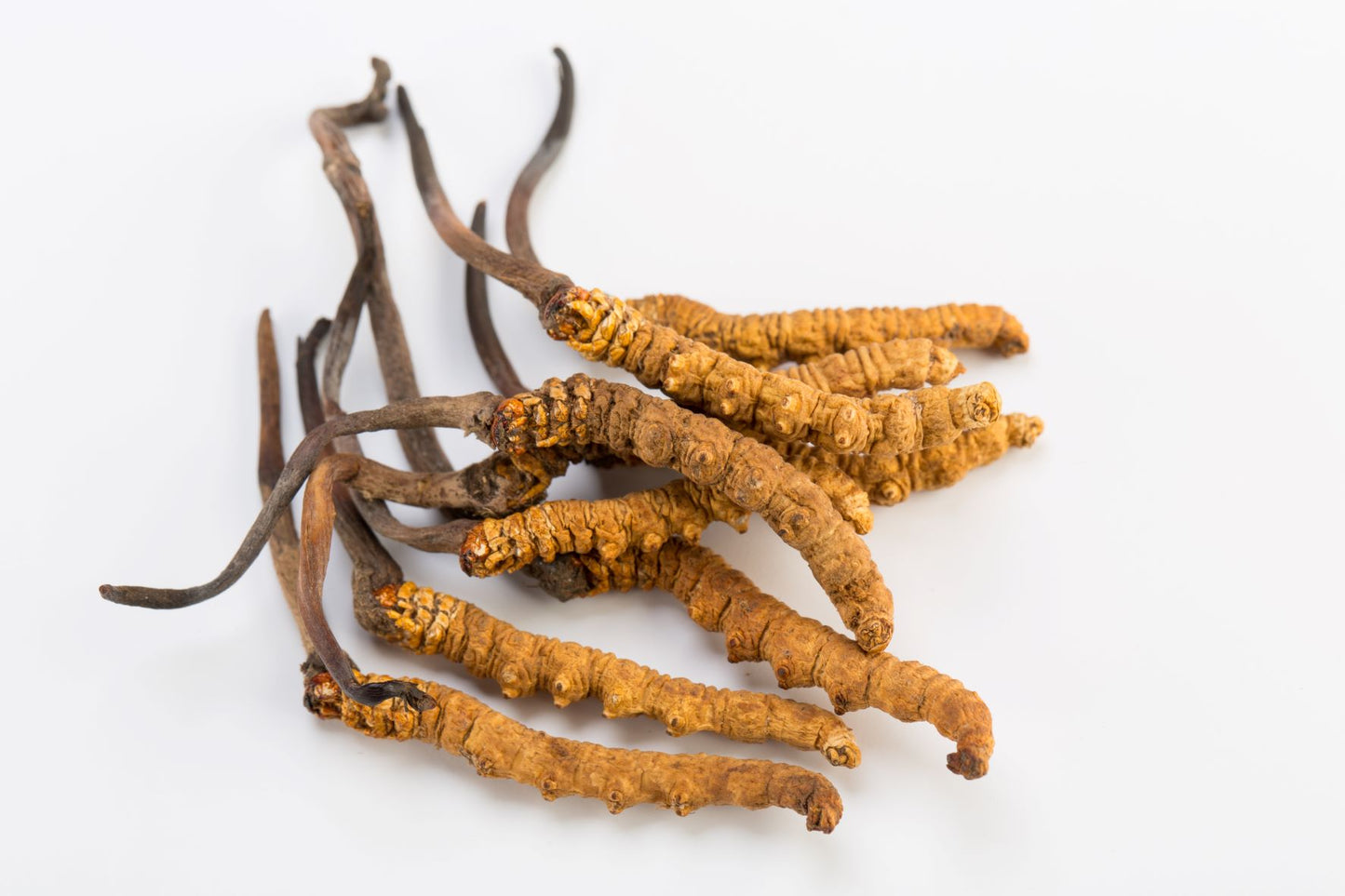 Getrockneter Cordyceps sinensis vor einem weißen Hintergrund, hervorgehoben durch seine Vorteile in der Energiezunahme, Verbesserung von Lungen- und Nierenfunktionen, sexueller Gesundheit und immunmodulatorischen Eigenschaften.