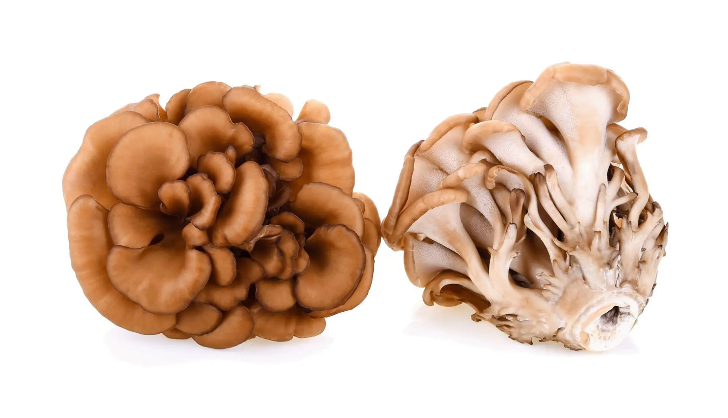Frisch geerntete Maitake-Pilze vor weißem Hintergrund, hervorgehoben durch ihre immunmodulierenden, blutzucker- und cholesterinsenkenden Eigenschaften.