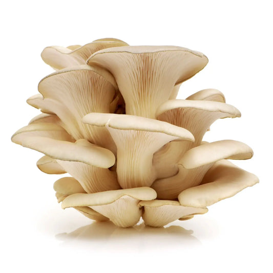 Frisch geernteter Pleurotus ostreatus vor weißem Hintergrund, bekannt für Immununterstützung, antioxidative Wirkung, Herzgesundheit, Cholesterinsenkung und Muskelförderung.