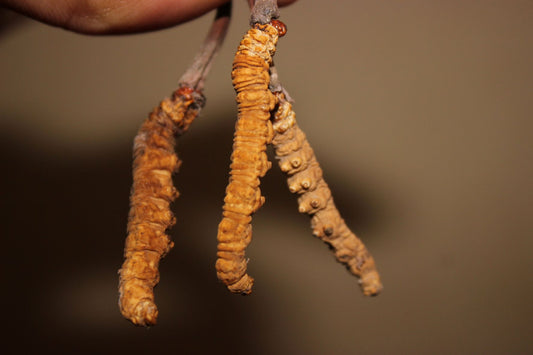 Getrockneter Cordyceps sinensis, bekannt für seine Förderung der Energie und Ausdauer, Unterstützung der Lungen- und Nierenfunktion, Steigerung der sexuellen Leistungsfähigkeit und Immunmodulation.