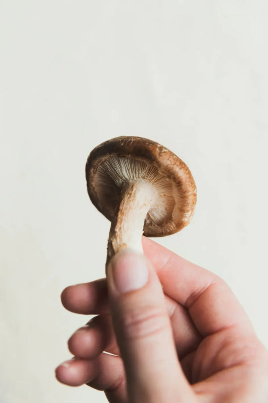 Geheimnisse der Vitalpilz-Zucht Mycelium Pilzkraft GmbH