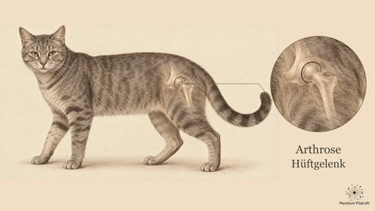 Große Sepiazeichnung einer erwachsenen Katze mit fein angedeutetem Hüftgelenk im Körper. Rechts ergänzt ein Vergrößerungskreis mit der Beschriftung „Arthrose · Hüftgelenk“ die anatomische Region.