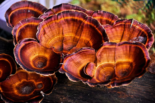 Reishi (Ganoderma lucidum) Steckbrief Mycelium Pilzkraft GmbH