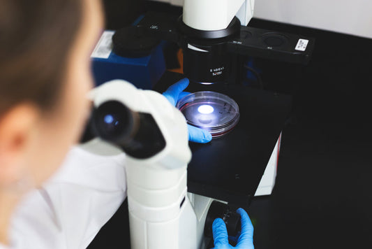 Wissenschaftlerin untersucht mit einem Mikroskop eine Petrischale im Labor, mögliche Forschung zu medizinischen Pilzen, bekannt als Vitalpilze oder Heilpilze, für veterinärmedizinische Anwendungen.