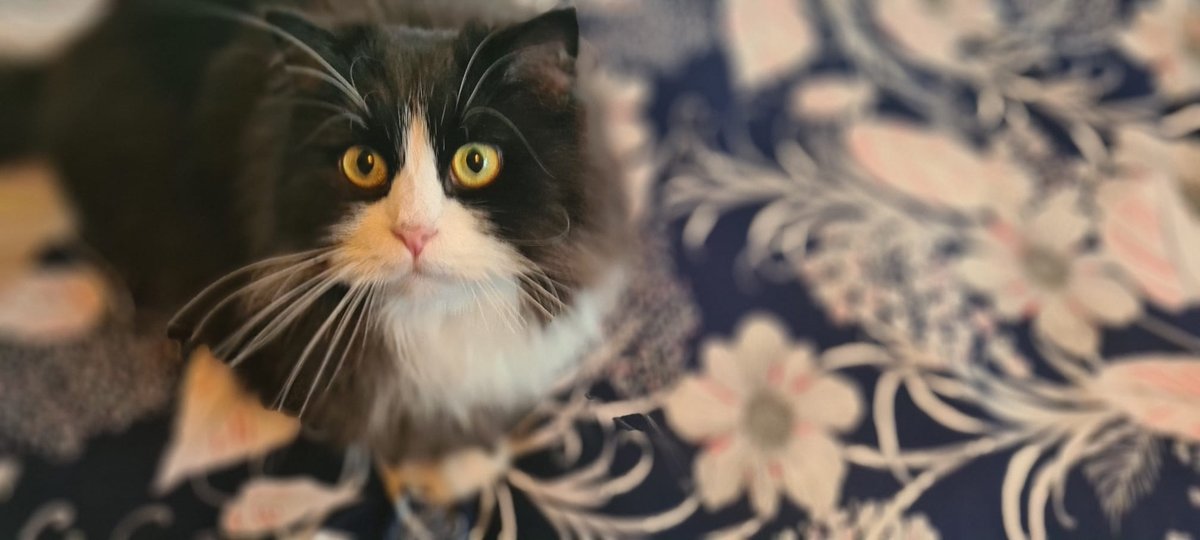 Eine schwarz-weiße Katze sitzt entspannt auf einem großen Dinkelspelzkissen mit weißem Blumenmuster auf dunkelblauem Hintergrund, umgeben von einer gemütlichen Atmosphäre.