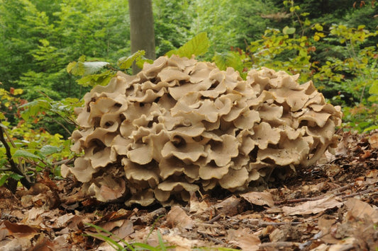 Polyporus umbellatus (Eichhase) im natürlichen Waldumfeld, auf Waldboden mit Herbstlaub wachsend. Deutlich erkennbar ist die pilztypische blütenartige Struktur der Fruchtkörper.