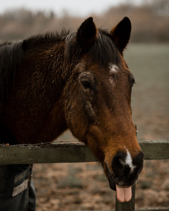 Pferd streckt Zunge heraus neben einem Holzzaun