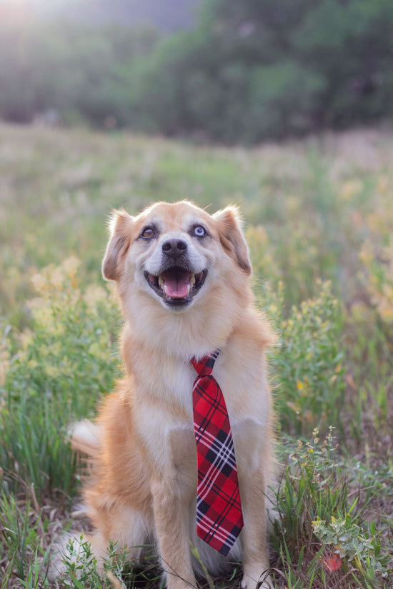 Hund mit Krawatte sitzt auf einer Wiese