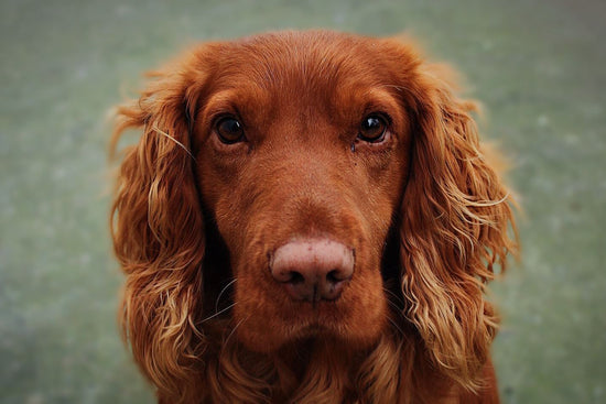 Nahaufnahme eines Irish Setter Hundes