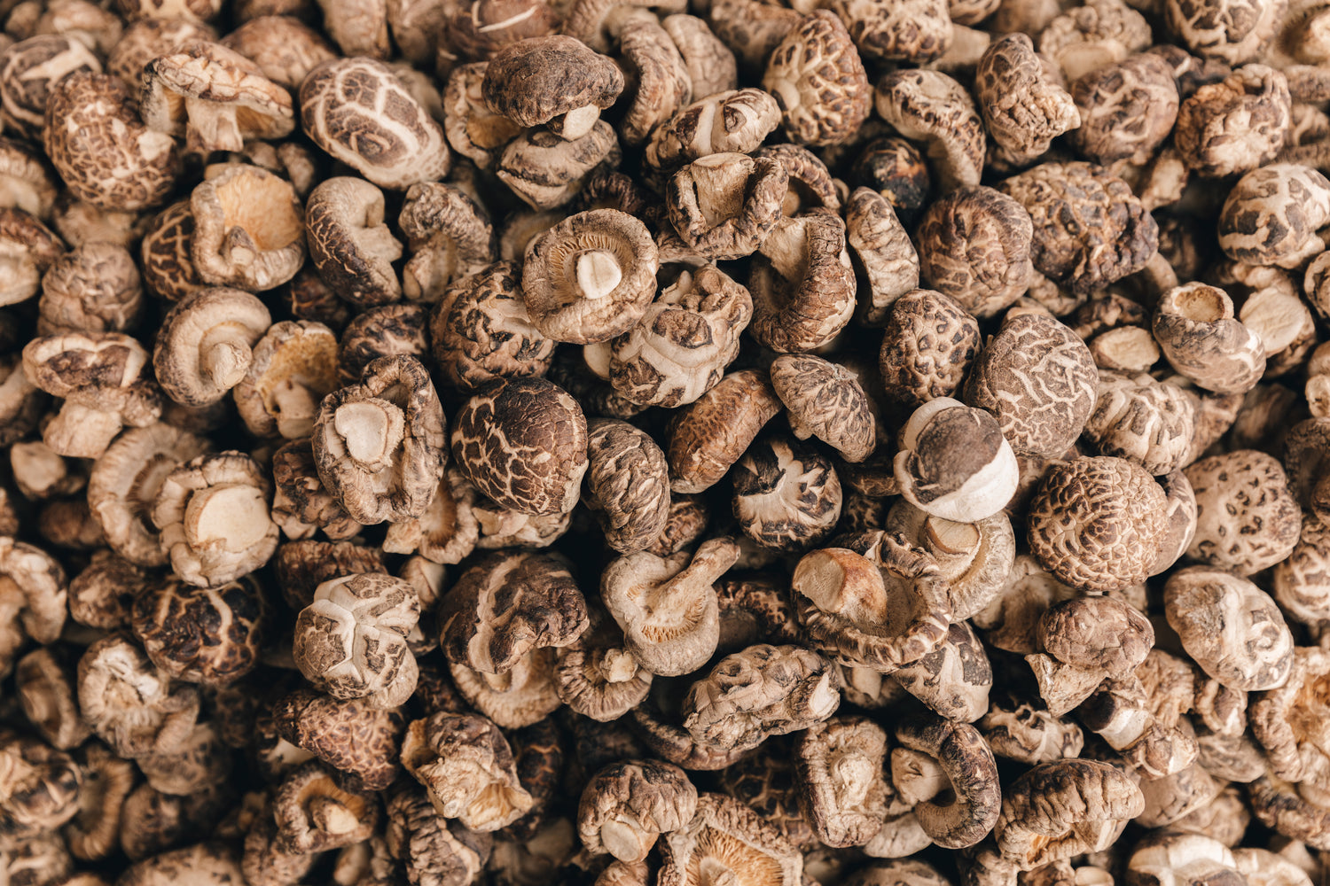 Getrocknete Shiitake-Pilze auf natürlicher Unterlage, hervorragend für die Gesundheit und reich an Nährstoffen, repräsentativ für qualitativ hochwertige Heilpilze und Vitalpilze in der Ernährung.
