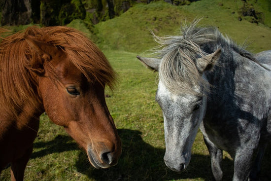 Zwei Ponyfreunde auf einer Wiese, ein rotes und ein graues Pony.