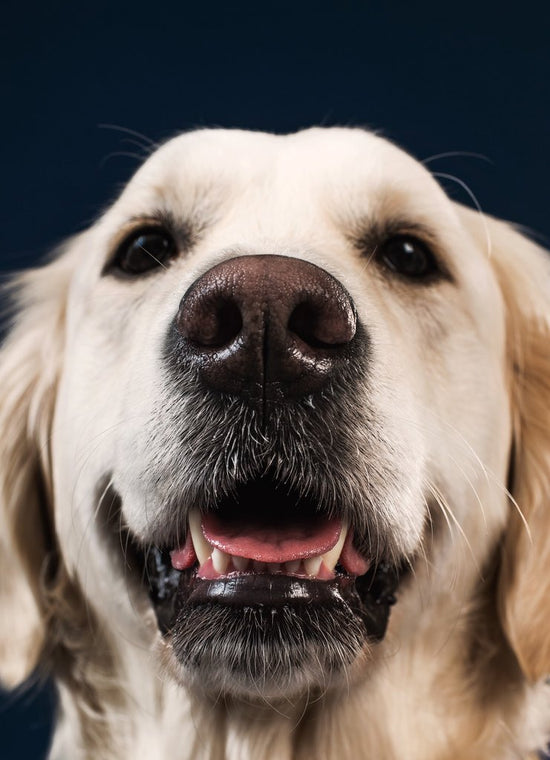 Lächelnder großer Hund mit freundlichem Blick