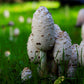 Schopf-Tintling (Coprinus comatus) auf einer grünen Wiese, bekannt für seine Leber- und Verdauungsförderung, Blutzuckerregulation, und potenzielle Tumorhemmungseigenschaften.