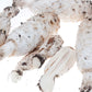 Frisch geerntete Schopf-Tintlinge (Coprinus comatus), hervorgehoben durch ihre Vorteile für Lebergesundheit, Verdauungsunterstützung, Blutzuckerstabilisierung und mögliche antitumorale Wirkung.