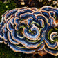 Coriolus versicolor am Baumstumpf, mit immunstärkenden, antiviralen und antioxidativen Eigenschaften.