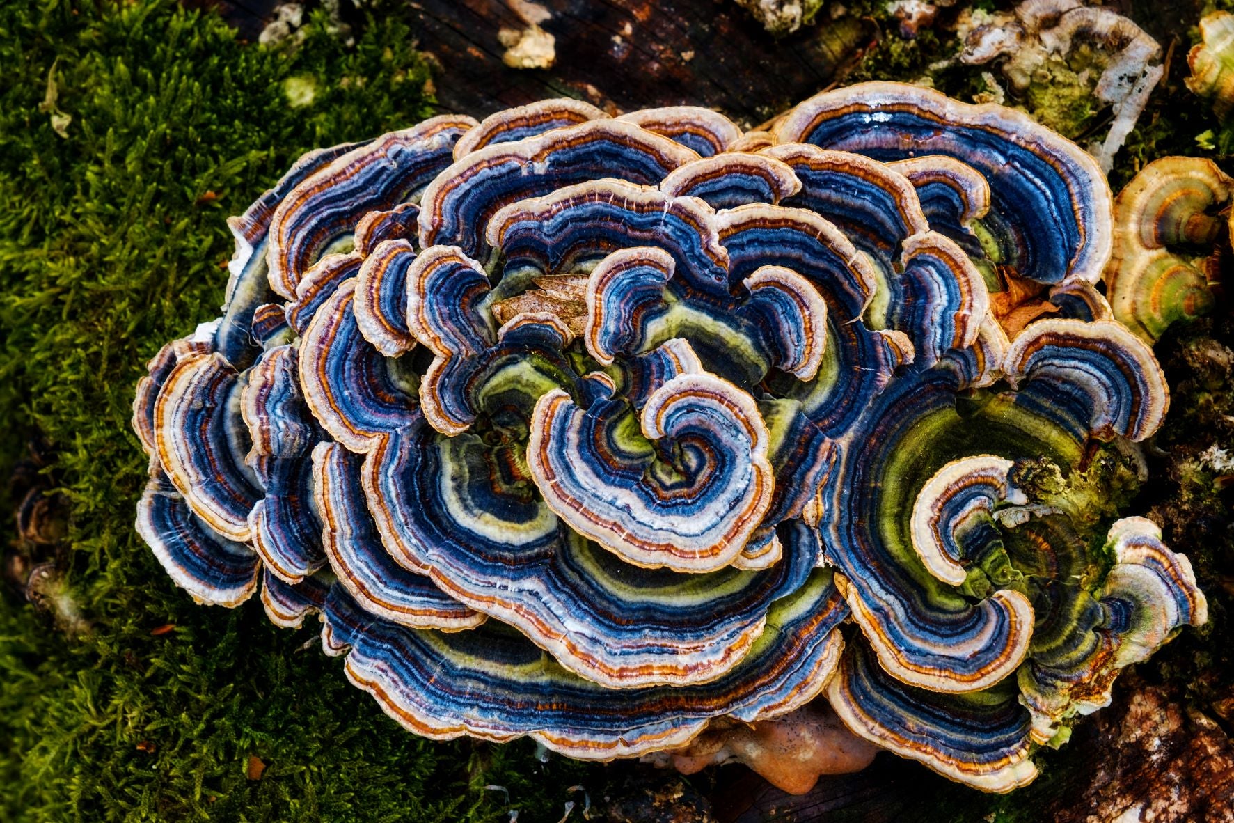 Coriolus versicolor am Baumstumpf, mit immunstärkenden, antiviralen und antioxidativen Eigenschaften.