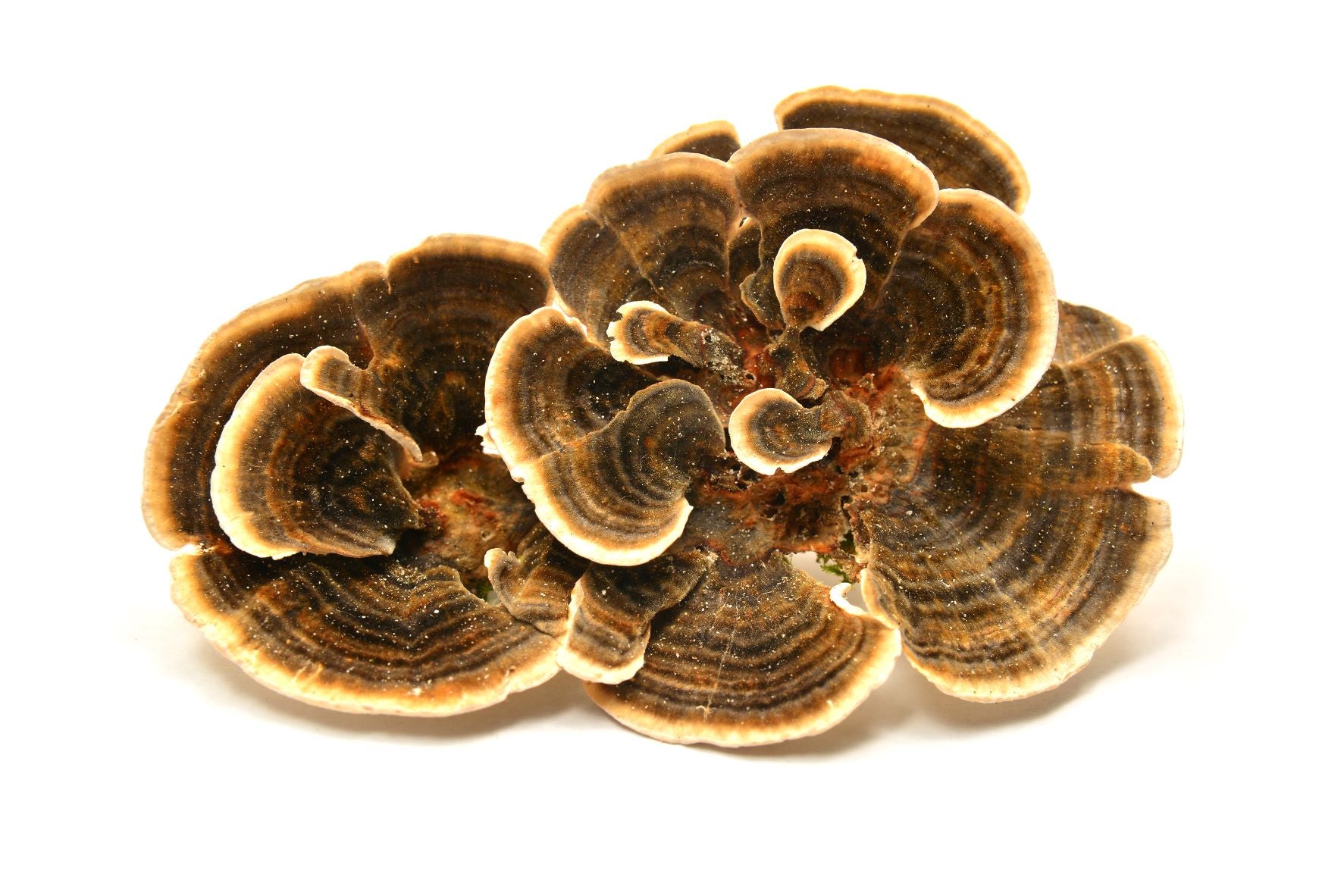 Geernteter und getrockneter Coriolus versicolor vor weißem Hintergrund, betont seine immun- und antivirale Wirkung sowie antioxidative Vorteile.