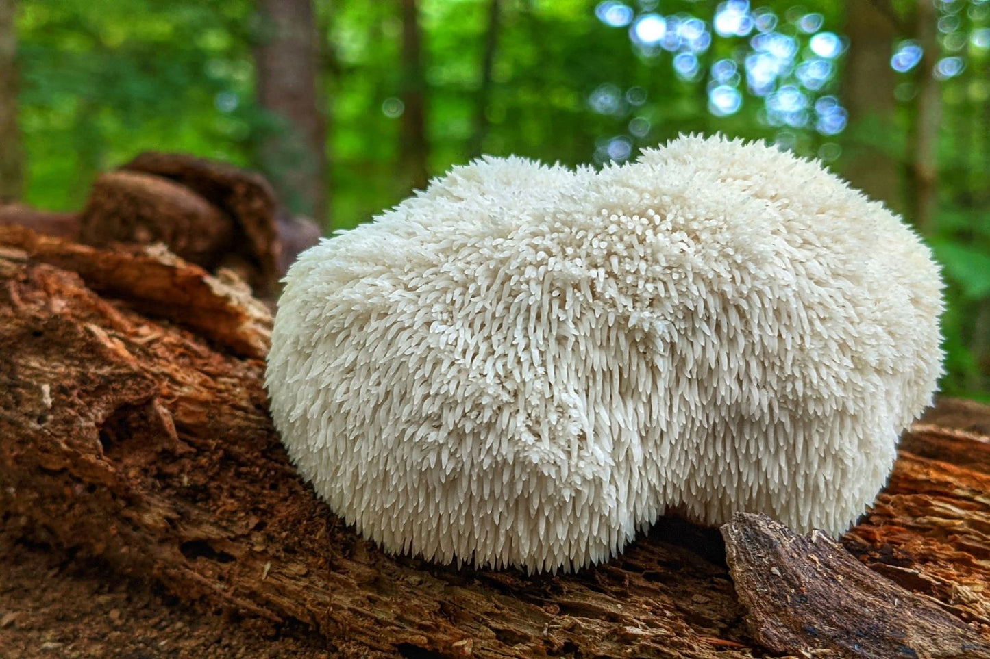 Frischer Hericium erinaceus am Baumstumpf, bekannt für Nervenregeneration und kognitive Unterstützung.