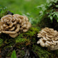 Maitake-Pilze in der Natur, bekannt für Stärkung des Immunsystems, Blutzucker- und Cholesterinregulierung.