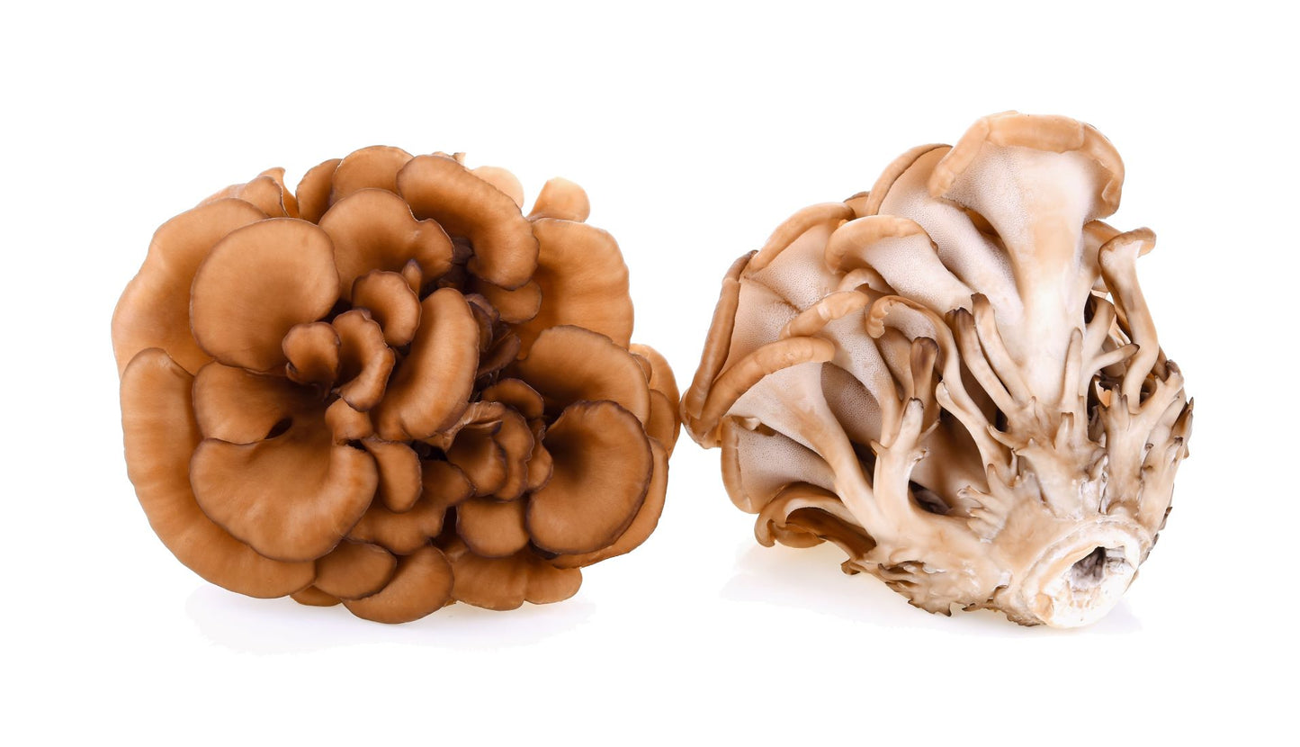Frisch geerntete Maitake-Pilze vor weißem Hintergrund, hervorgehoben durch ihre immunmodulierenden, blutzucker- und cholesterinsenkenden Eigenschaften.