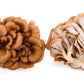 Frisch geerntete Maitake-Pilze vor weißem Hintergrund, hervorgehoben durch ihre immunmodulierenden, blutzucker- und cholesterinsenkenden Eigenschaften.