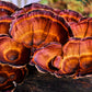 Reishi-Pilze am Baumstumpf, bekannt für ihre Stärkung des Immunsystems, Unterstützung der Lungenfunktion und Asthma-Linderung, sowie leberstärkende und entgiftende Eigenschaften.